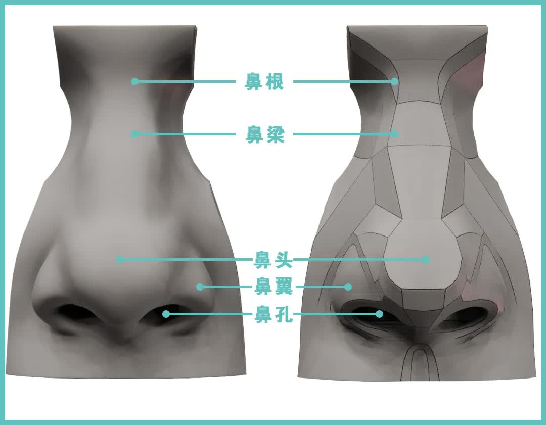结构,广州美术艺考班李老师说正确地表现出鼻子的形体结构和透视变化