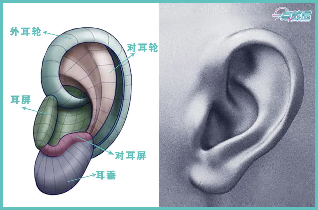 速写基础 |广州美术艺考班李老师教你们耳朵的画法